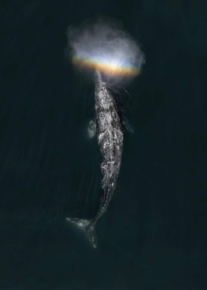 Ballena Gris