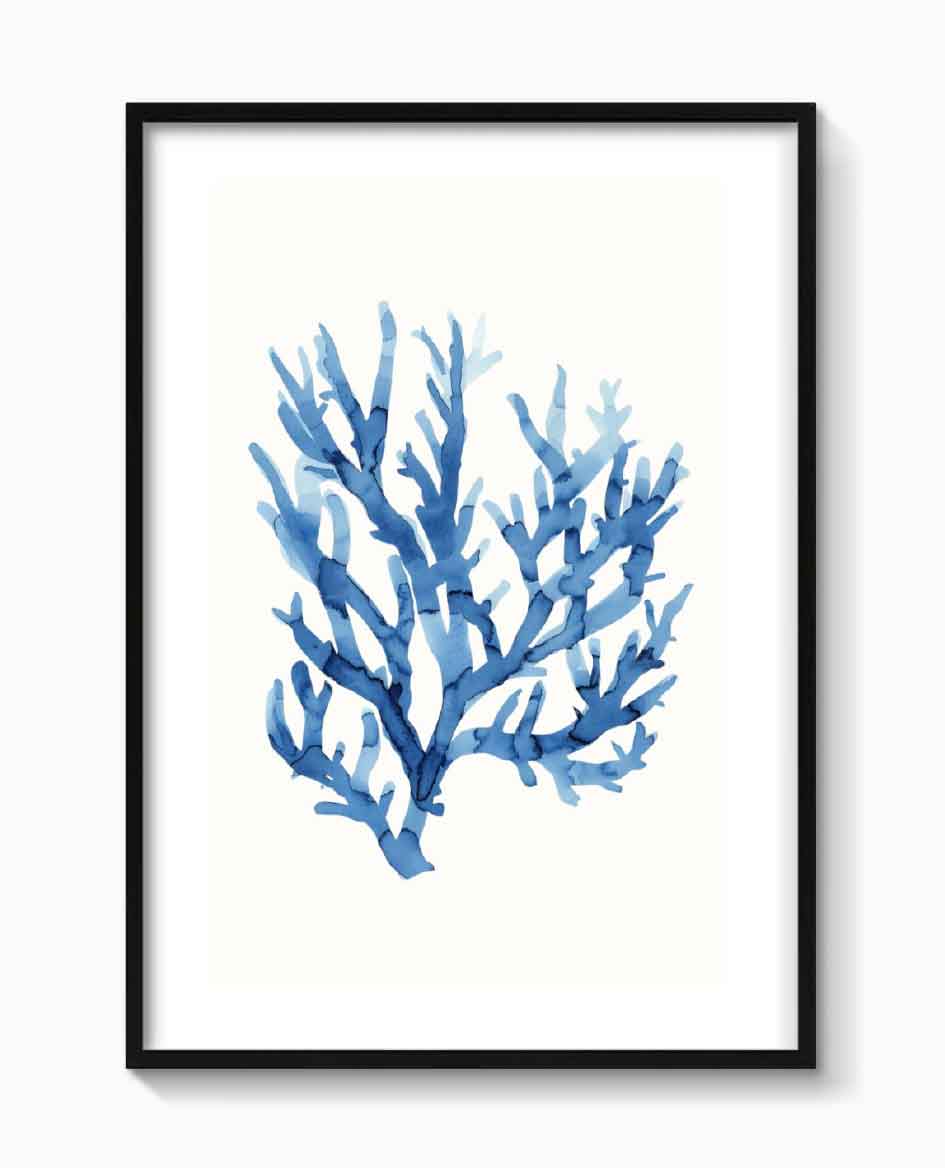 ALGAE