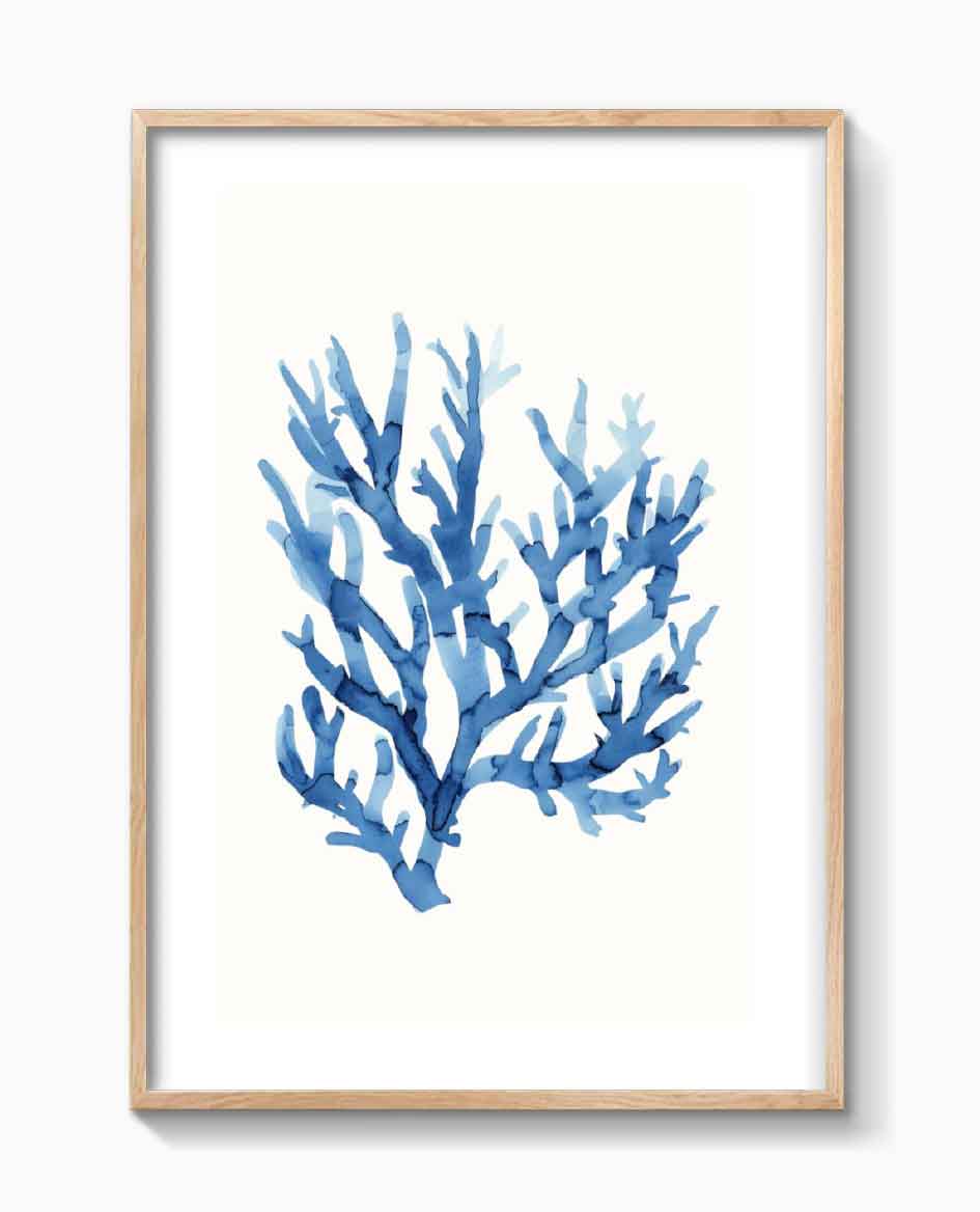 ALGAE