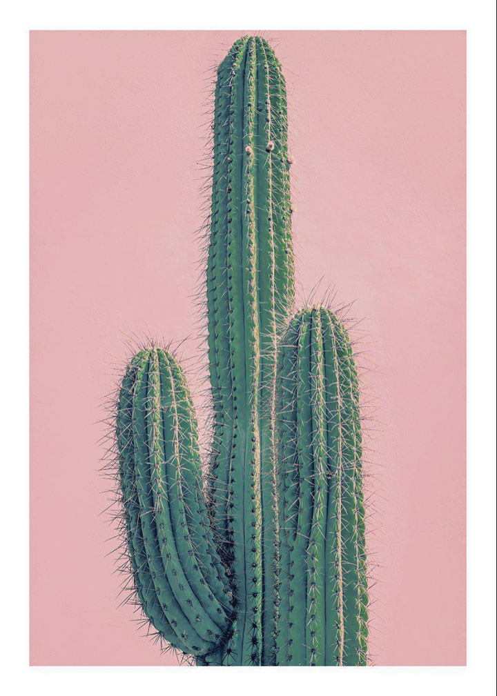 PINK CACTUS XXL