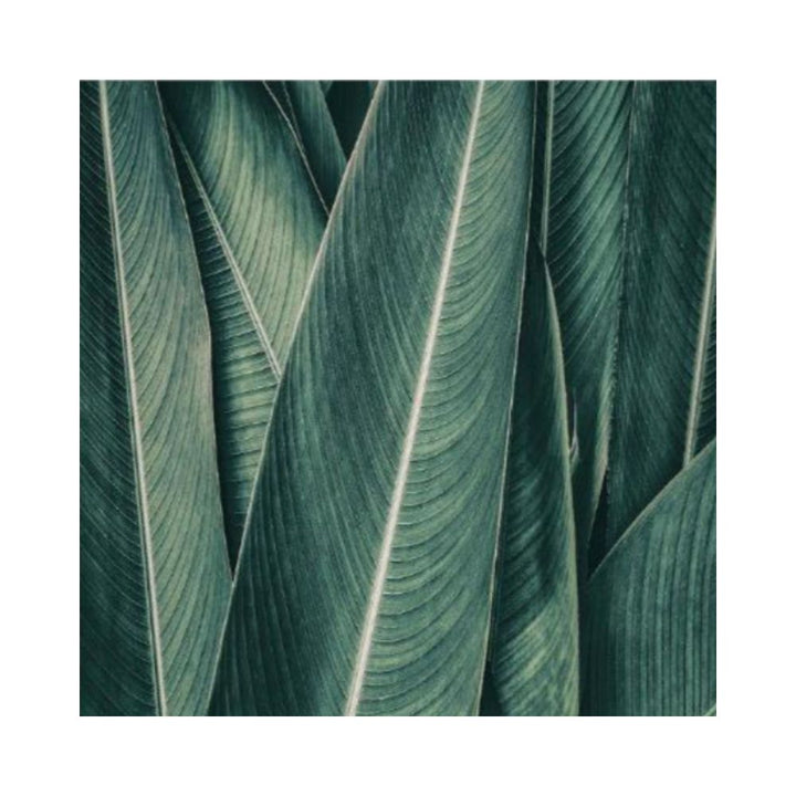 PLANTAS NO3