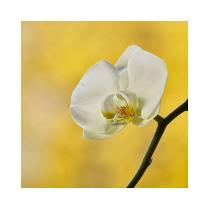 ORCHID