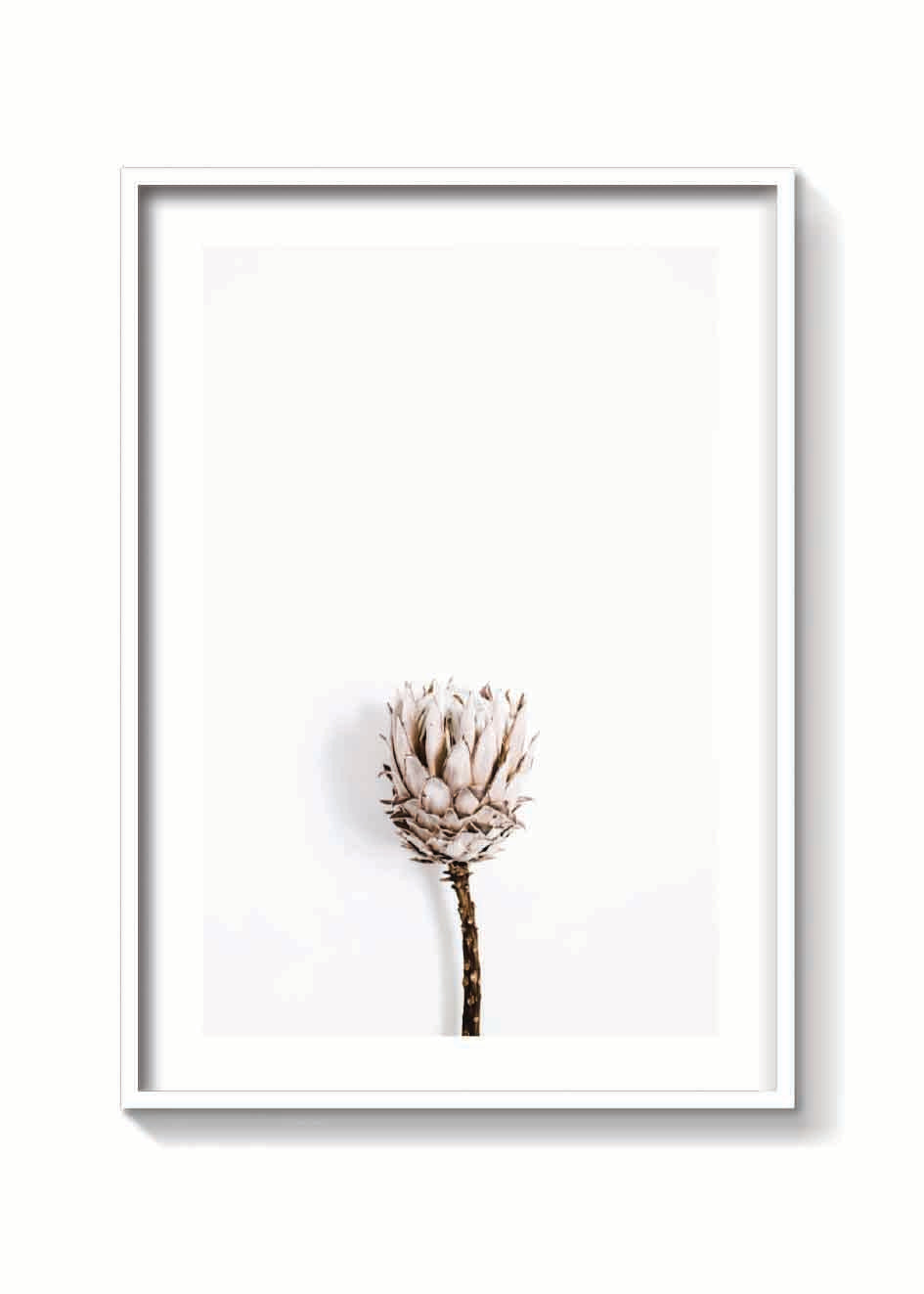 DRIED PROTEA