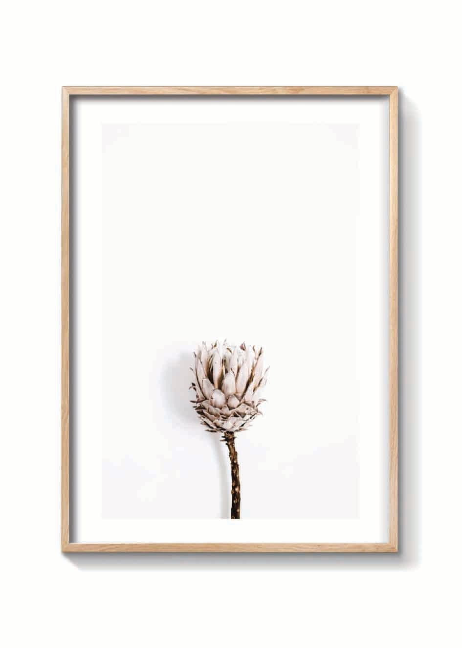 DRIED PROTEA