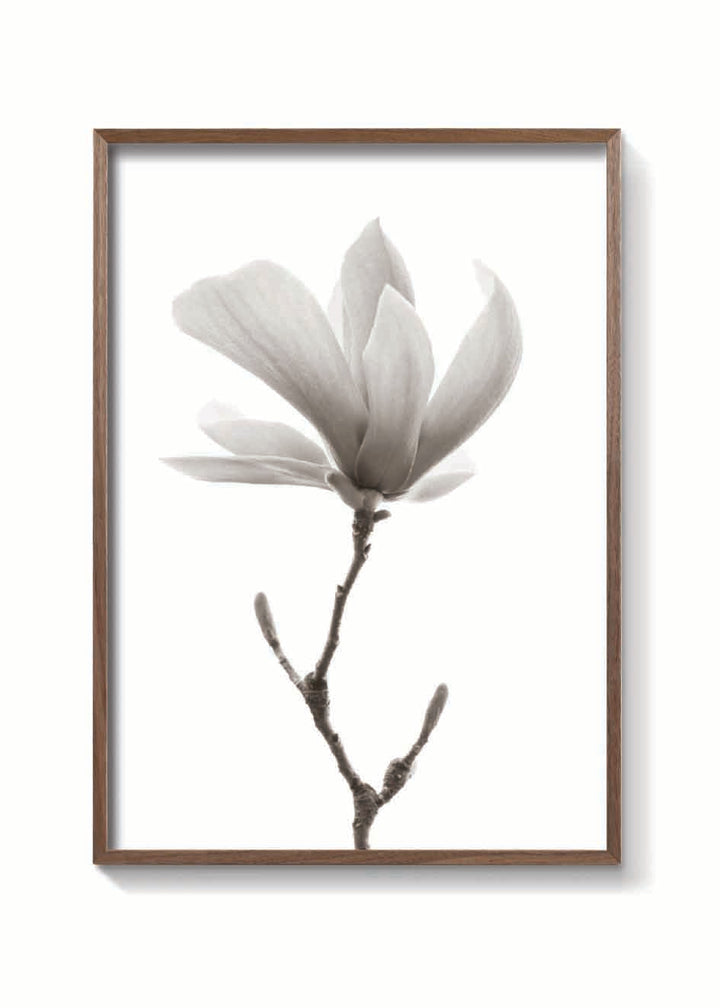 MAGNOLIA FLOR