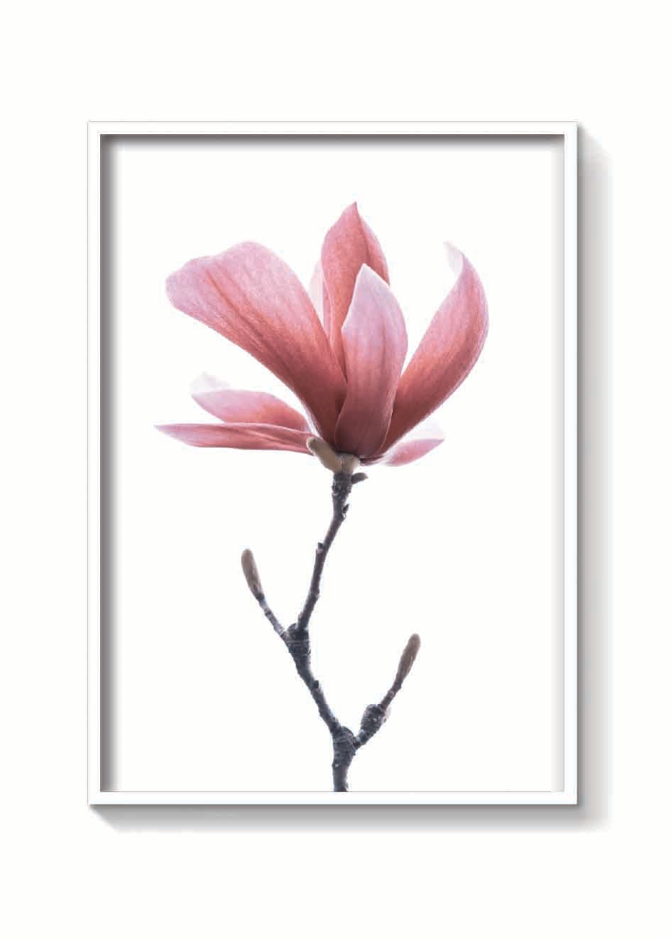 MAGNOLIA ROSA