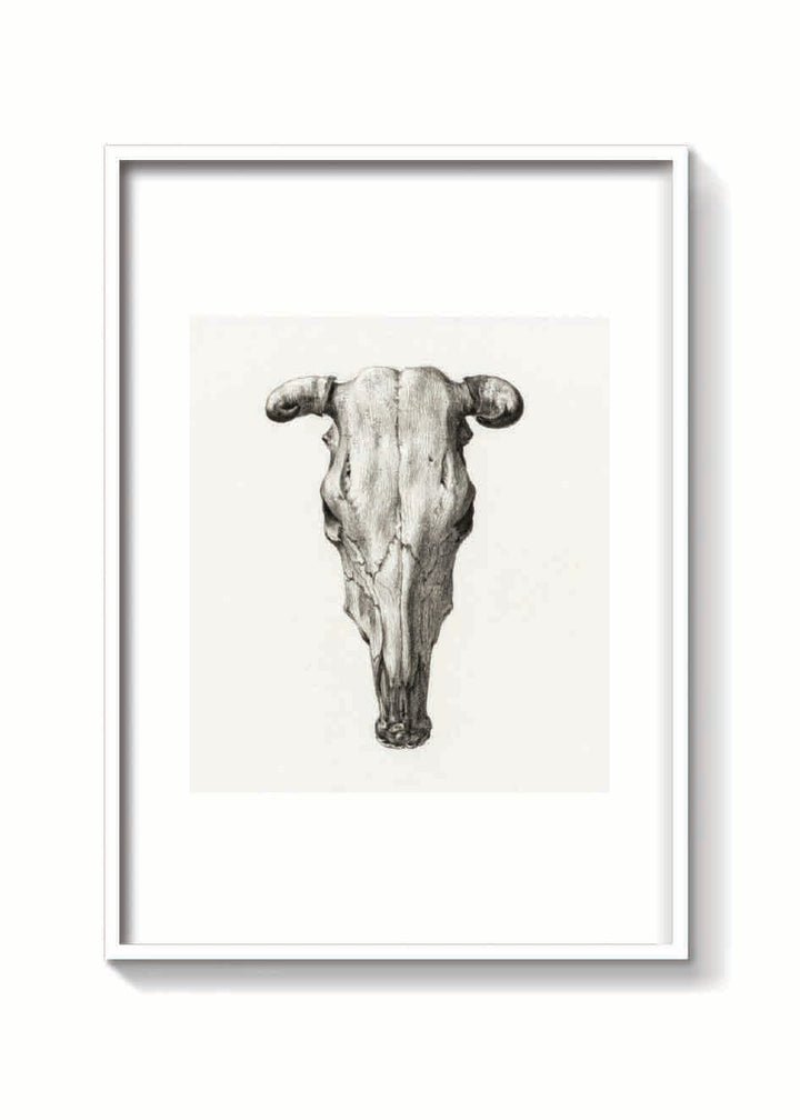 SKULL