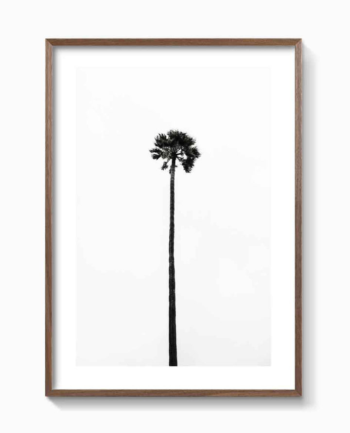 THE LAST PALM