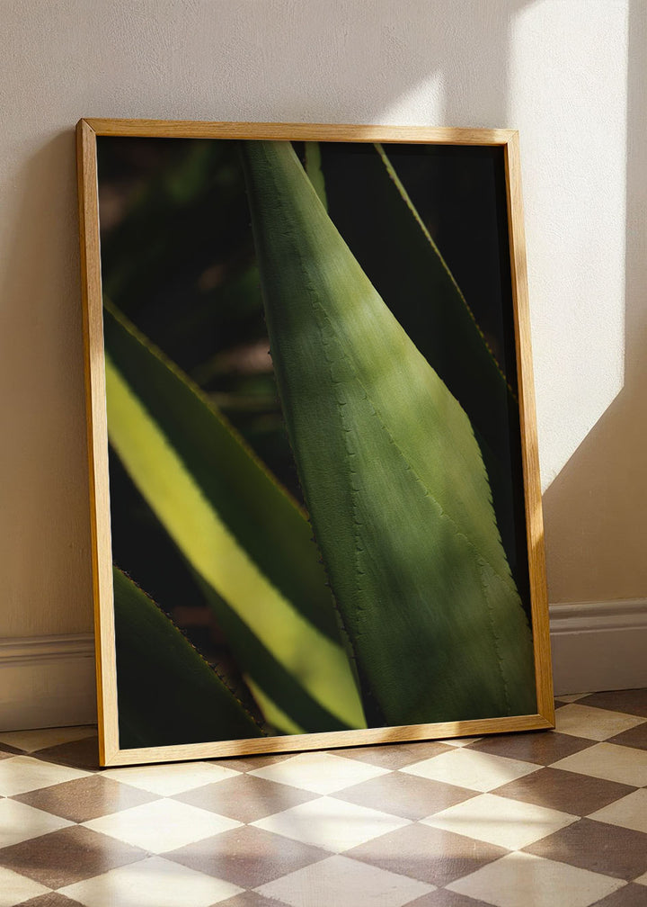 Agave